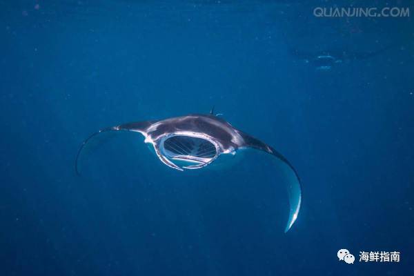 鳐蝠鲼魟鱼区别,鲼魟分别是什么