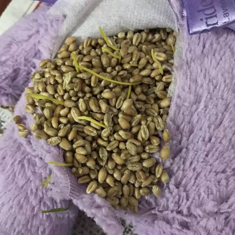 薰衣草小熊,薰衣草小熊是什么