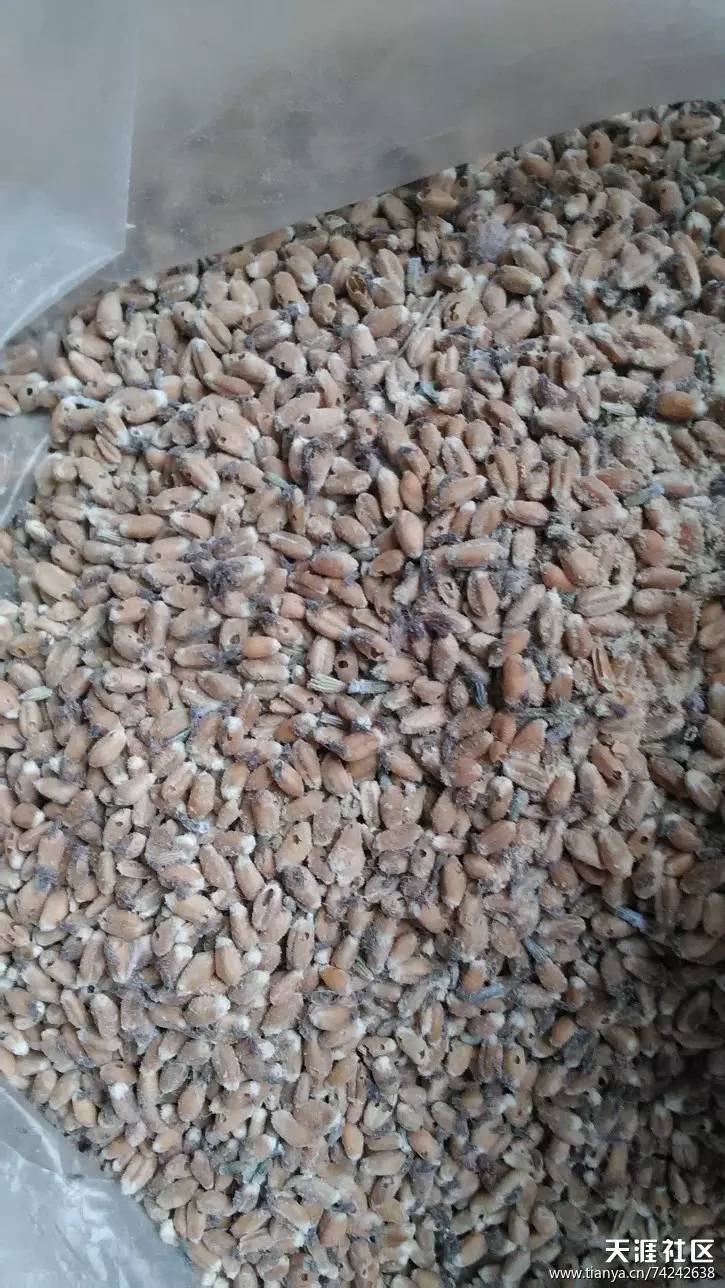 薰衣草小熊,薰衣草小熊是什么