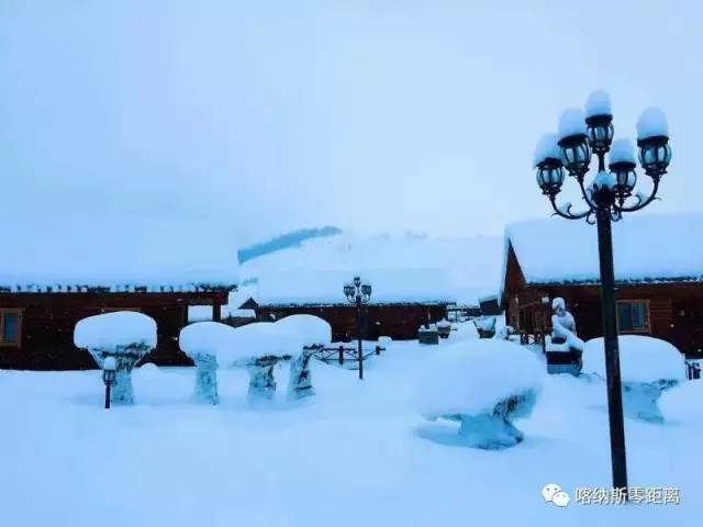 《爱游我拍》喀纳斯“寻狼记”开播追寻原始狼性魅力