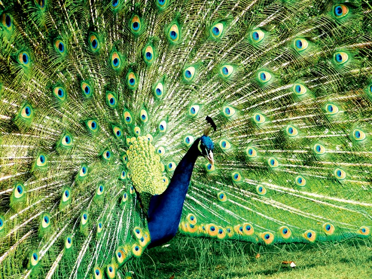 西双版纳从下飞机开始的攻略,进入西双版纳的视频