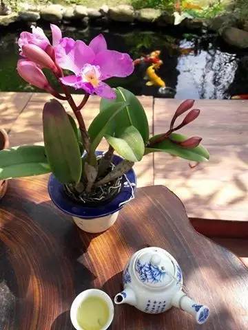 解决锦鲤疾病,锦鲤最佳治愈方法