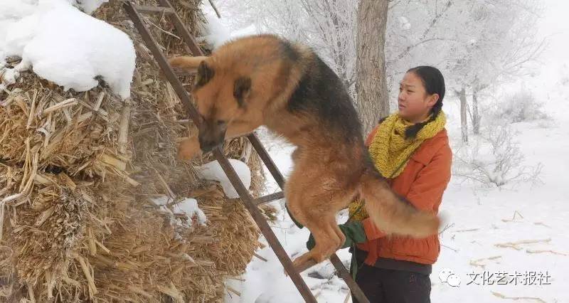 电影血狼犬中的犬,血狼犬护主电影