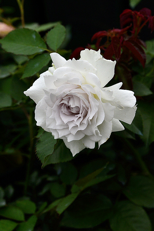 情人节假花蓝色妖姬,情人节卖荧光玫瑰