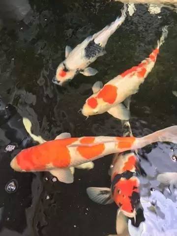 锦鲤疑难杂症,解决锦鲤疾病