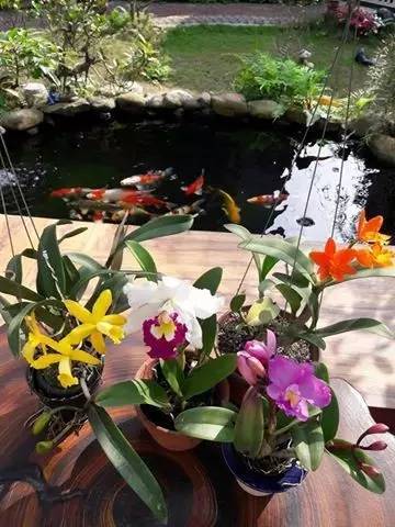 锦鲤疑难杂症,解决锦鲤疾病