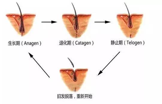 产后脱发想改善学会这2招,涨知识产后脱发的你该如何拯救