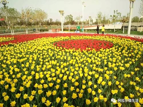 「原创阿拉尔」醉美郁金香