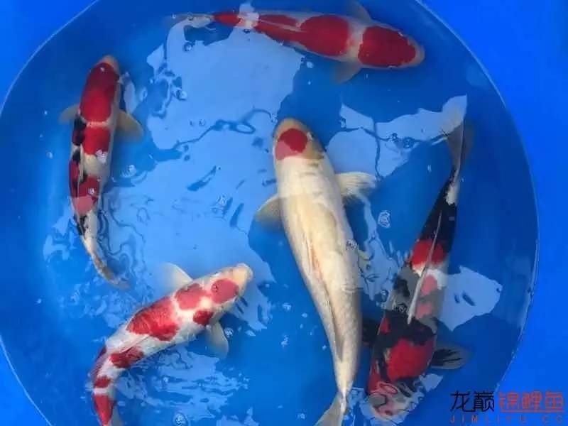 地缸里面漂浮的粉末怎么解决,粘的地缸怎么干得快