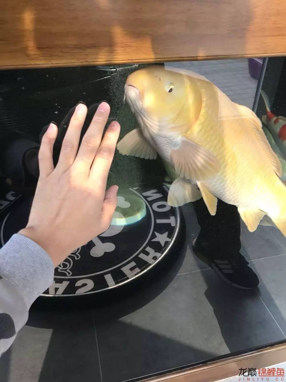 地缸里面漂浮的粉末怎么解决,粘的地缸怎么干得快