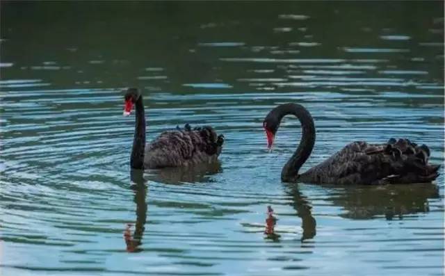普者黑三生三世十里桃花风景,丘北普者黑十里桃花