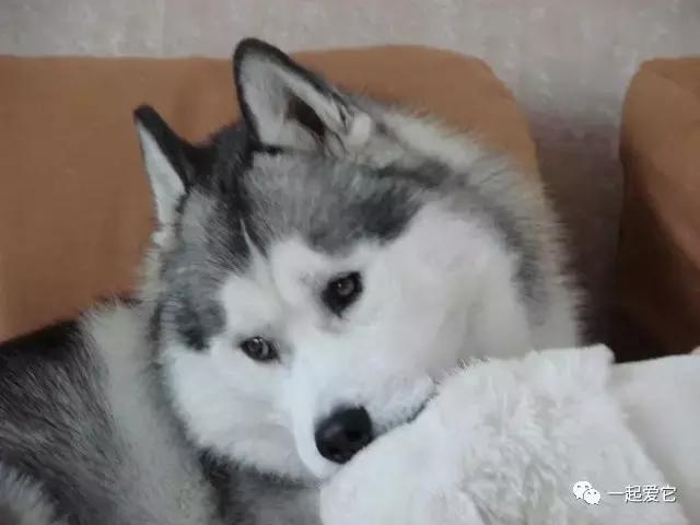 宠兽小知识100条,怎样让哈士奇乖乖听话