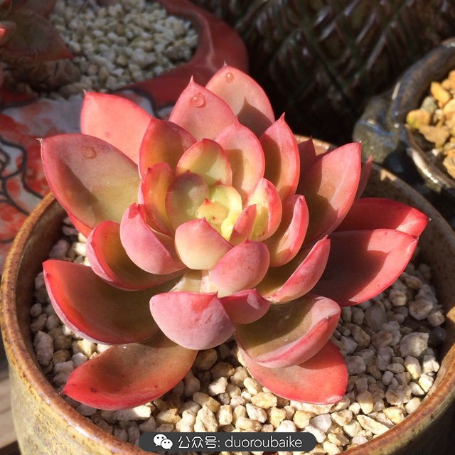 院子阳光房多肉,阳光房庭院多肉