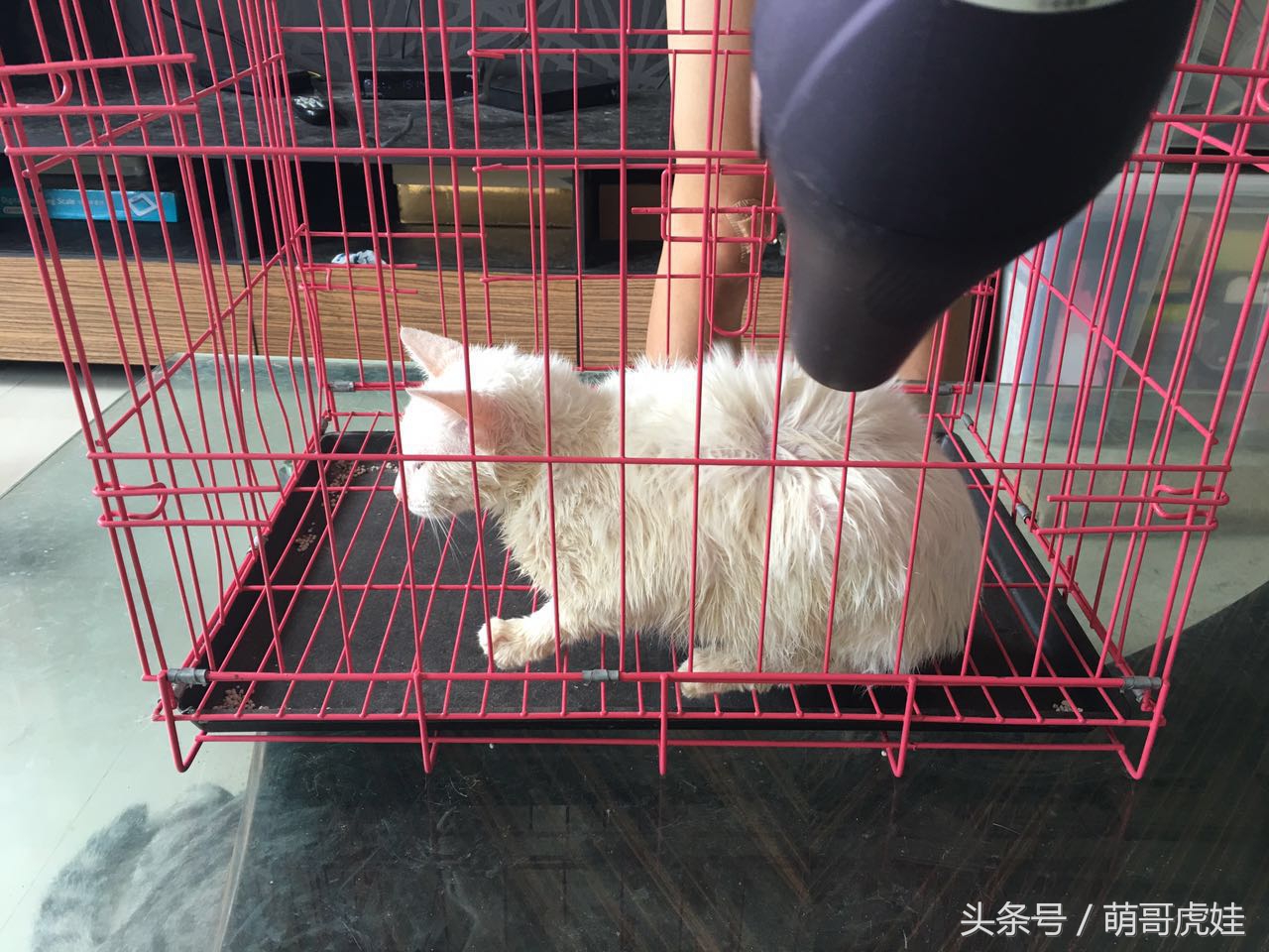 猫咪洗完澡不吹毛怎么办,猫咪洗完澡不喜欢吹风机怎么办