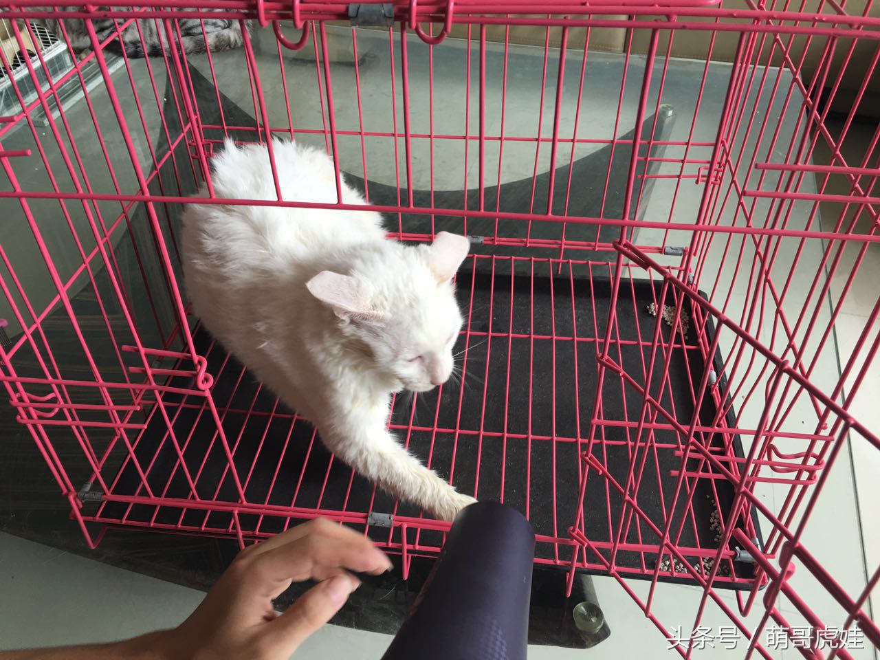 猫咪洗完澡不吹毛怎么办,猫咪洗完澡不喜欢吹风机怎么办