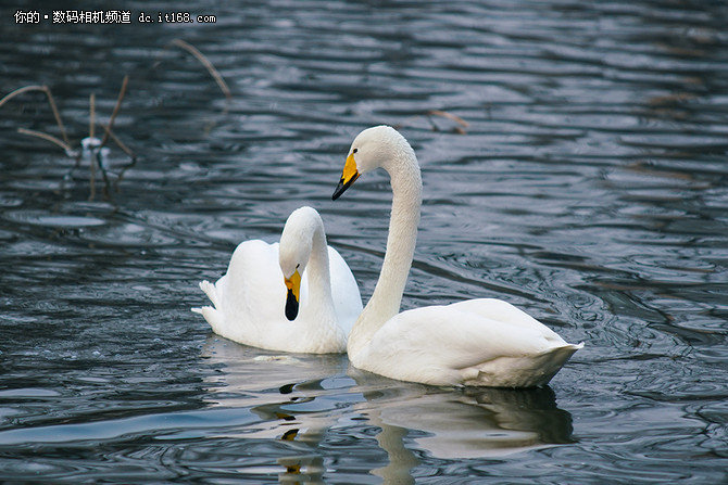 索尼a99ii最新价格,索尼a99ii样片