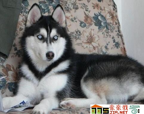 纯黑狗狗品种大全,狗狗品种大全智商排名