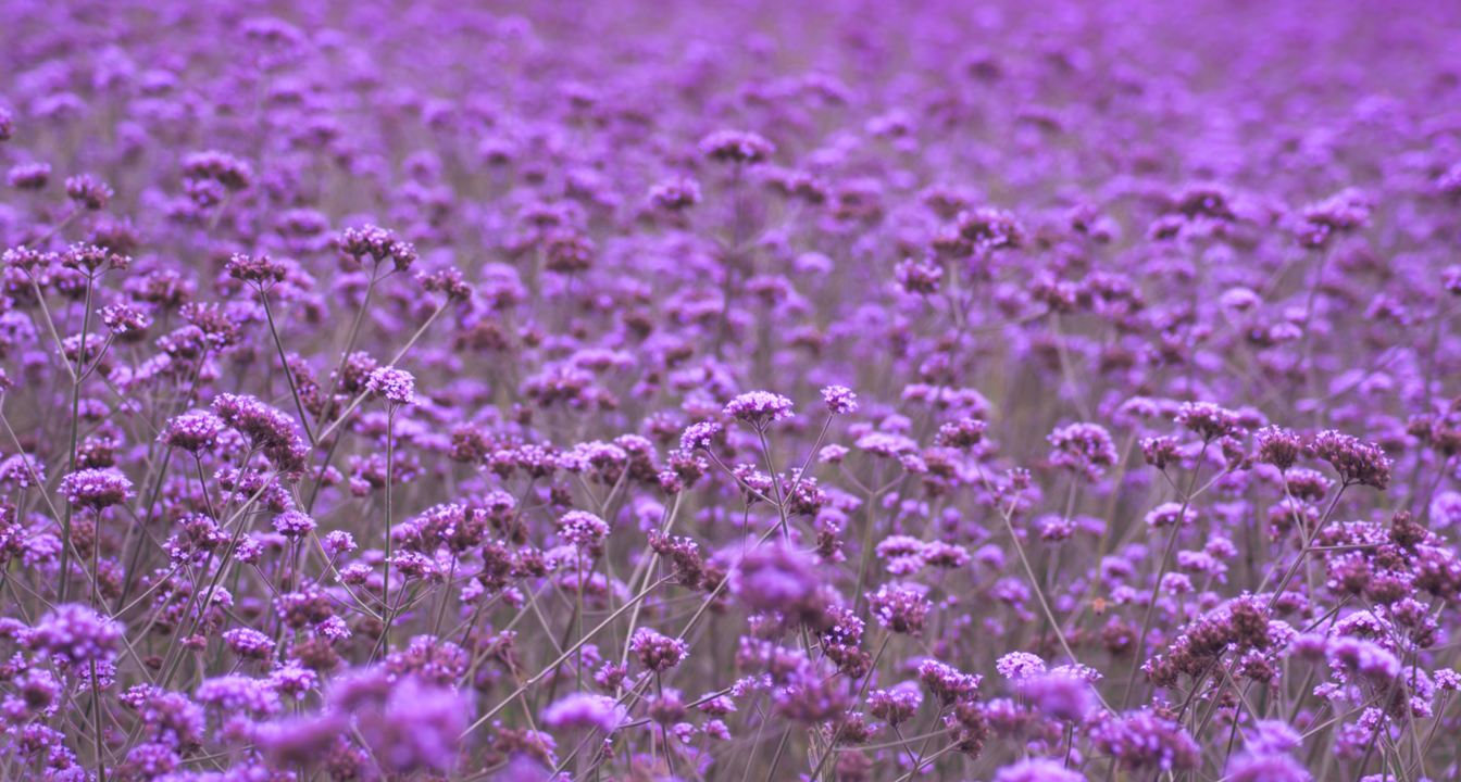 loccitane香水好不好,loccitane身体乳美白吗