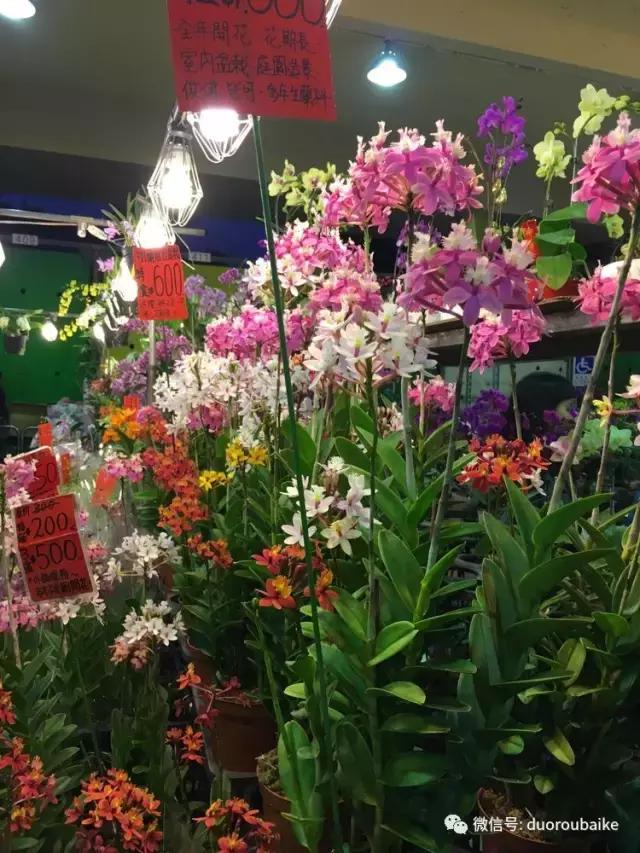 台湾寻肉之旅：小玲带你逛春节的台北花市！