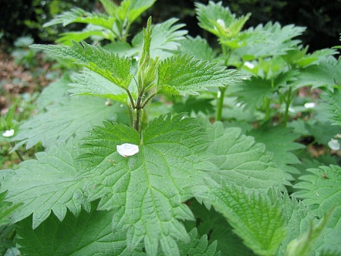 农村路边常见的中草药你认识几种,农村常见中草药盘点