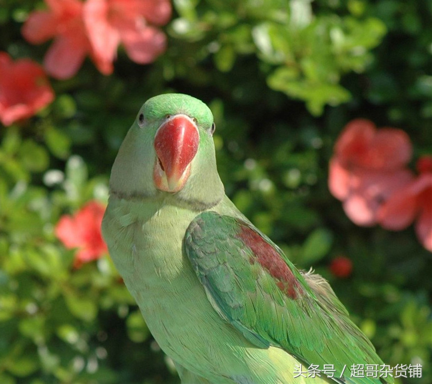 鹦鹉脚趾甲缺陷是怎么造成的,鹦鹉为什么要啄自己的脚指甲