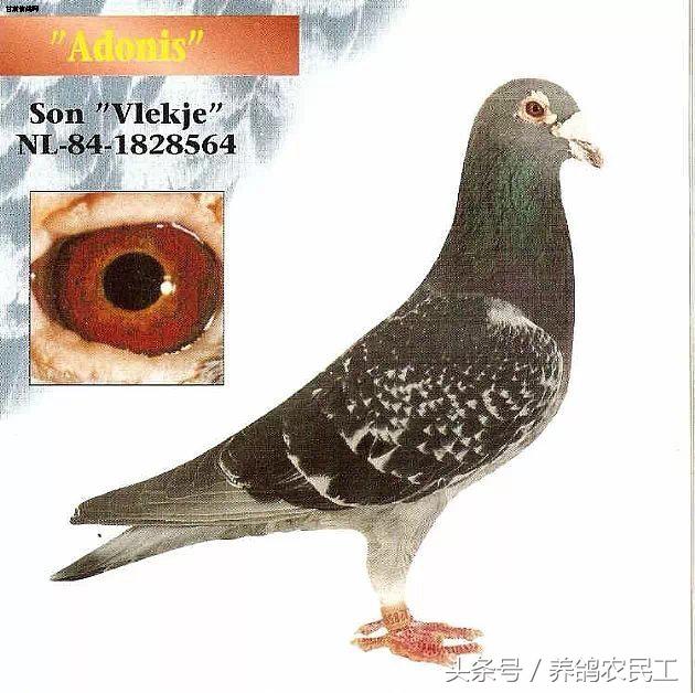 著名赛鸽家杨阿腾,赛鸽血统杨阿腾