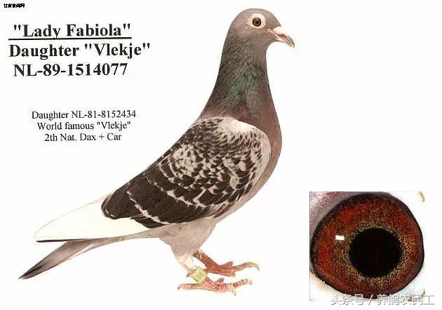 著名赛鸽家杨阿腾,赛鸽血统杨阿腾