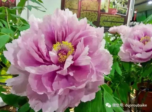 台湾寻肉之旅：小玲带你逛春节的台北花市！