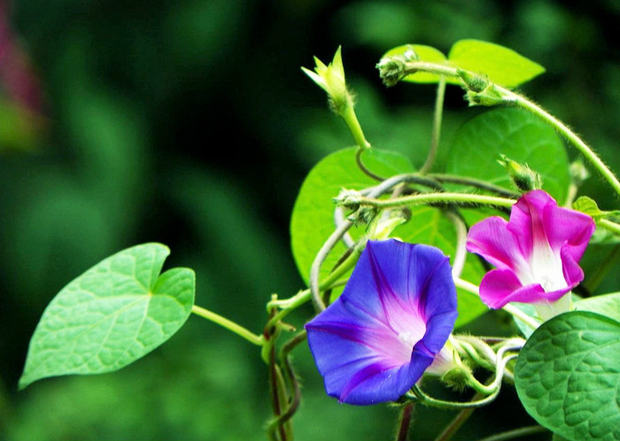 农村路边常见的中草药你认识几种,农村常见中草药盘点