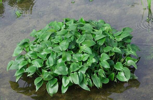 农村路边常见的中草药你认识几种,农村常见中草药盘点