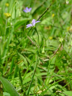 农村路边常见的中草药你认识几种,农村常见中草药盘点