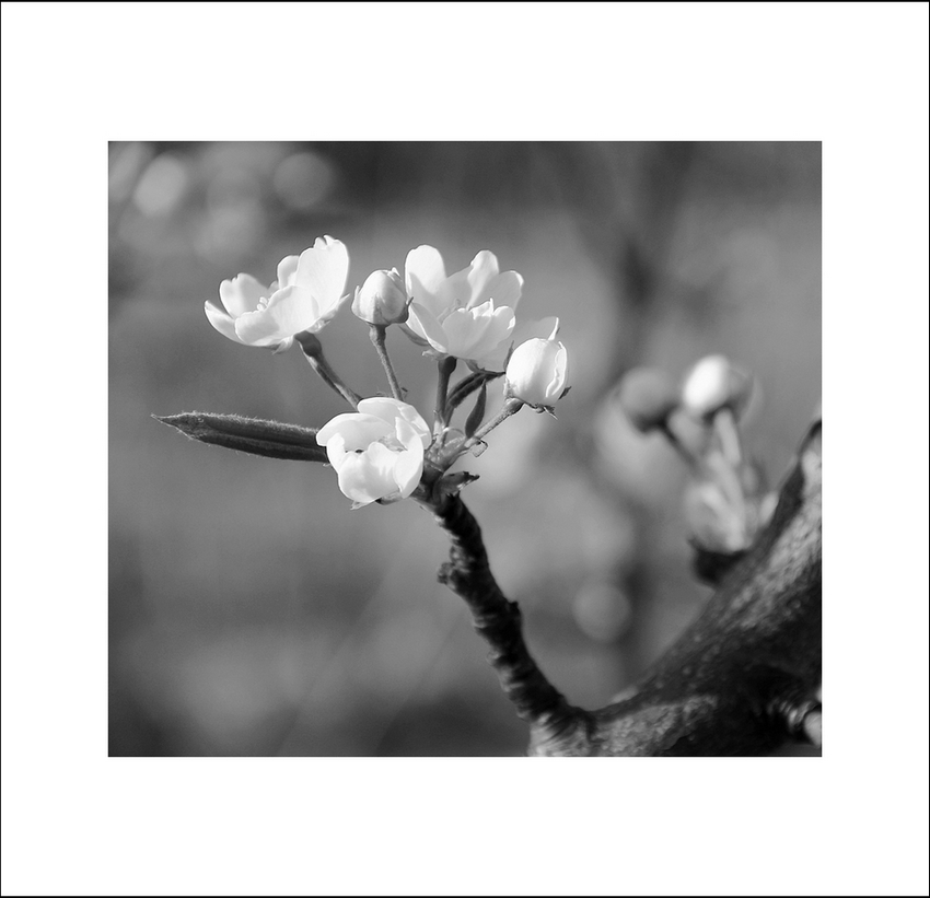 原创｜《梦里花落知多少》她说她爱他，那年青梅伴竹马