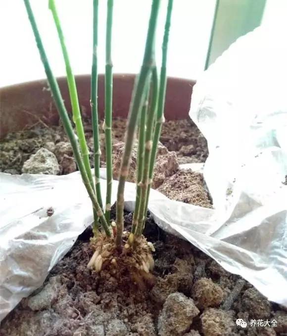 养花小技巧牡丹吊兰图解,绿萝吊兰怎么养成瀑布