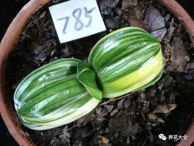 绿萝瀑布吊兰,养花吊兰绿萝