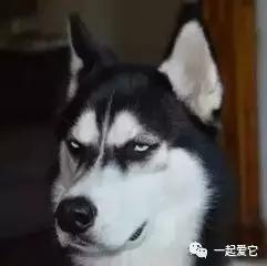 宠粮的基本知识,养宠小知识幼犬掉毛是什么原因