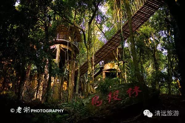 惊！艳！清远这片森林惊现空中吊屋！来过你再也不想回家