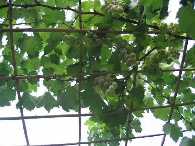 阳台上怎么养好葡萄树,阳台上怎么种植葡萄树