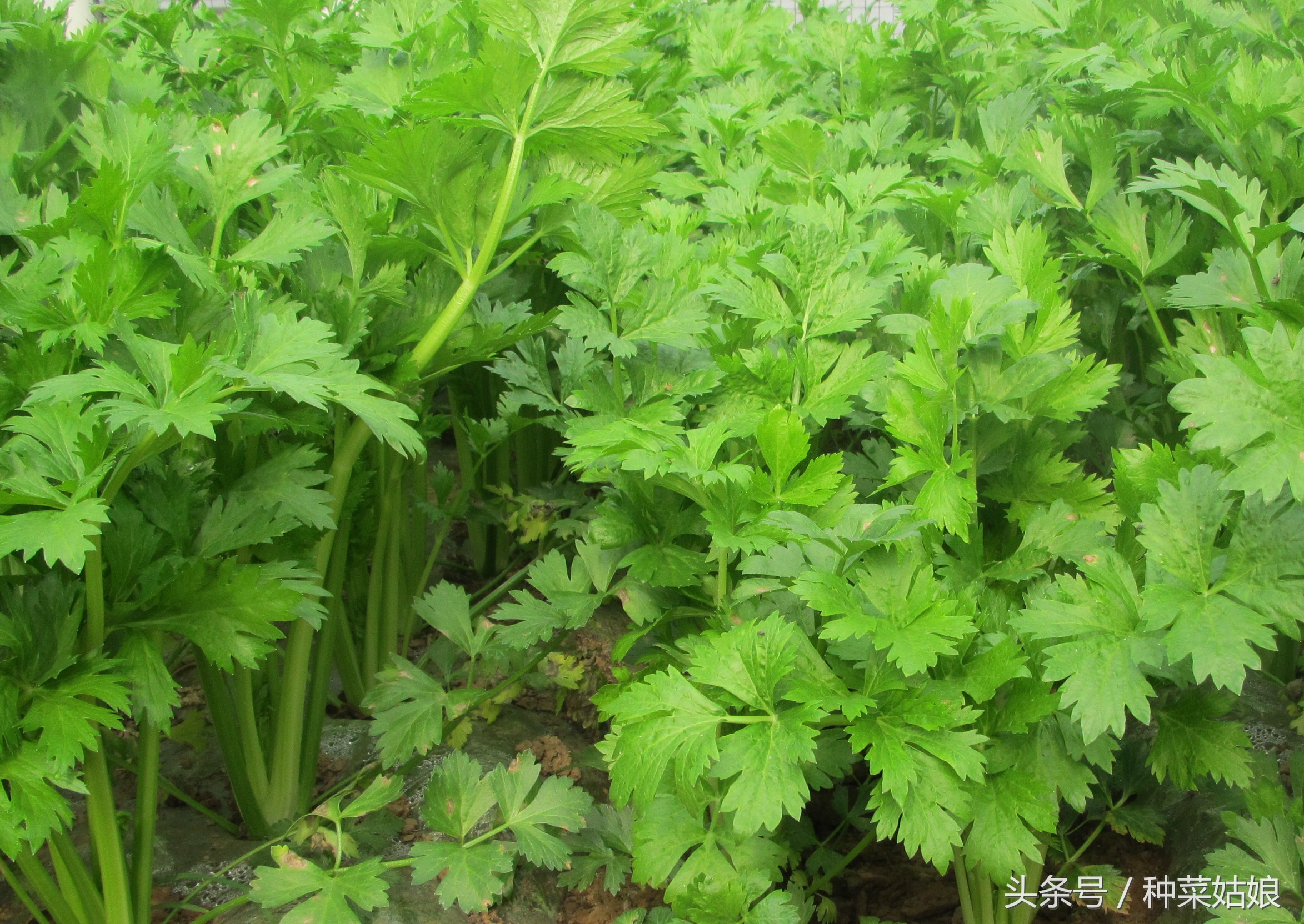 种芹菜诀窍,如何用芹菜根种芹菜