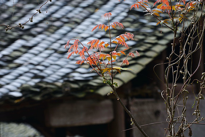 贵州原始古寨景点,贵州清静的古寨