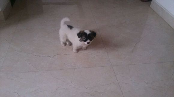 领养宠物蝴蝶犬,流浪狗哈士奇被领养