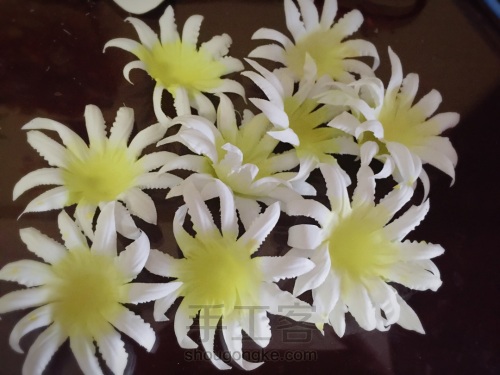 荞葭烫花-玛格丽特