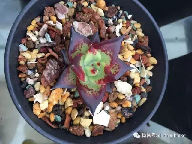 多肉是黯淡生活里的良药,多肉是解决烦恼和疲惫的良药