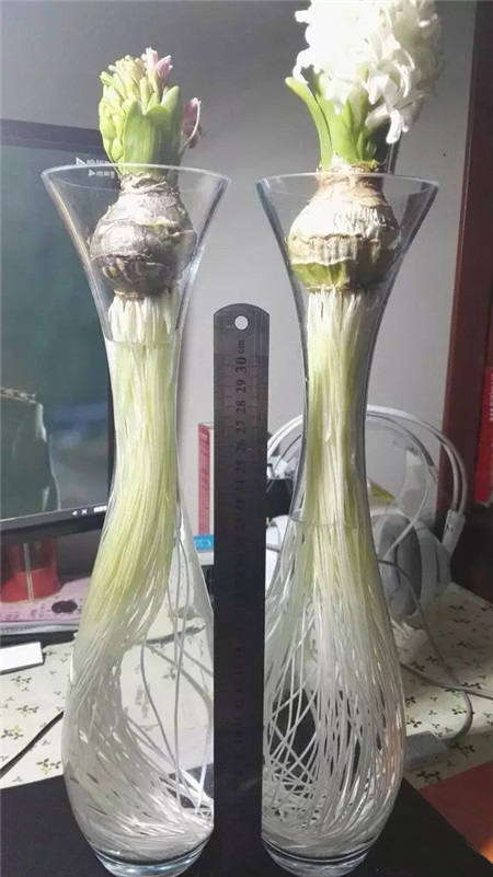 现在种风信子来得及吗,现在种风信子还行吗