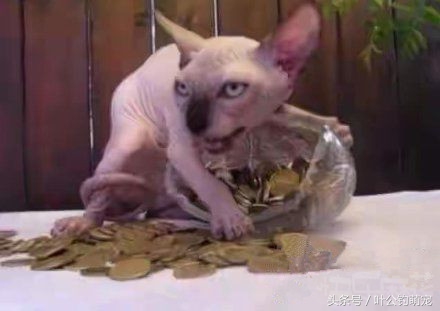 最怂的猫可能是只假猫,一动不动还以为是假猫