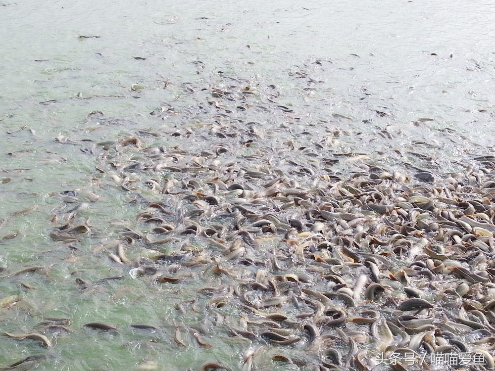 今年养泥鳅好还是鱼苗好,养泥鳅要不要返水