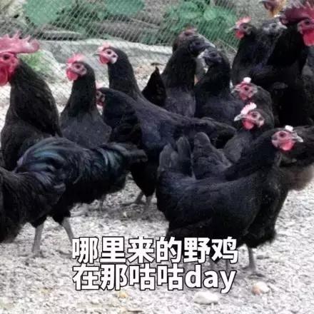 各大牌鸡年限定款,外国人对“鸡”有什么误会?