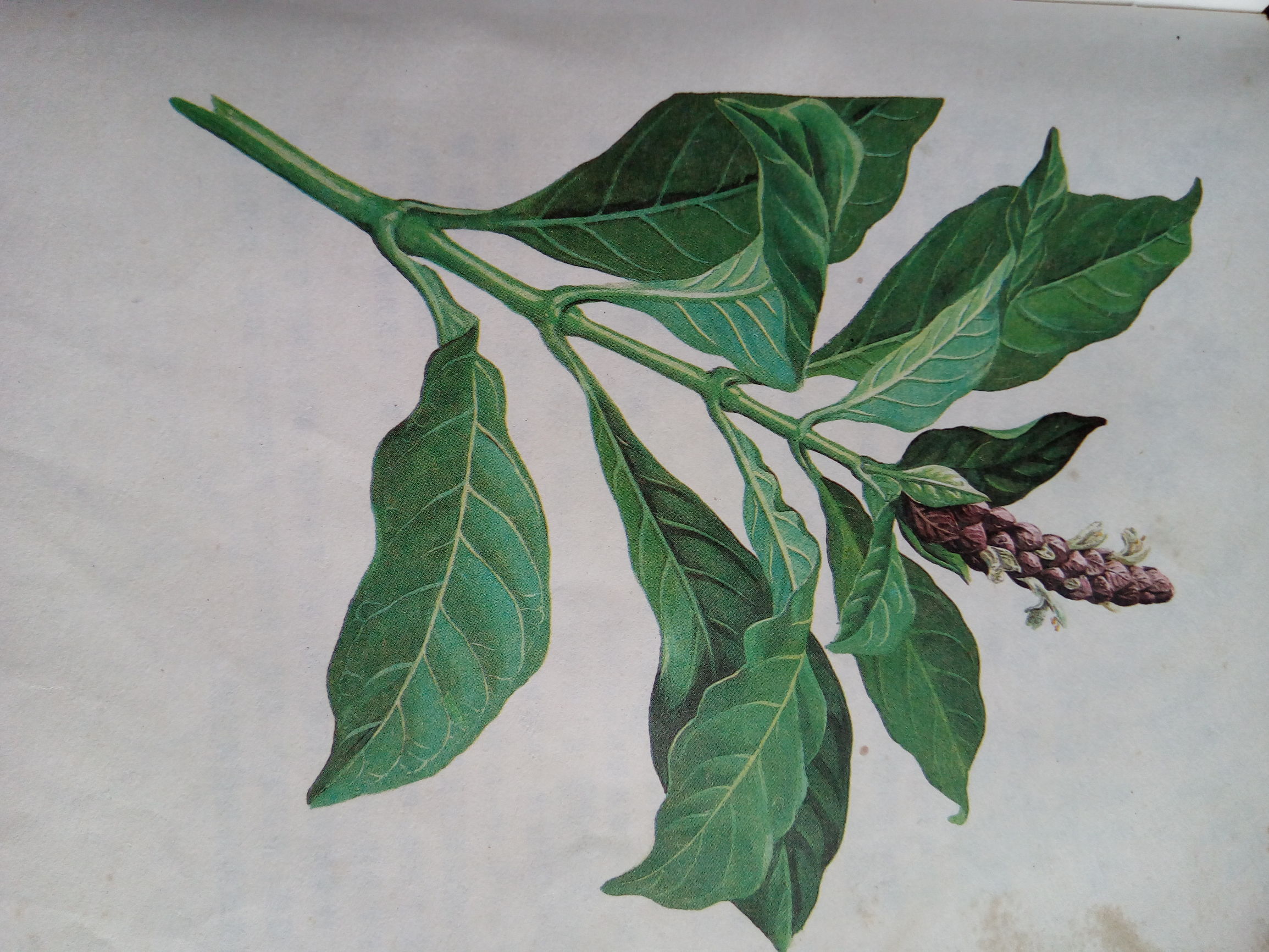 这几种祛风消肿的本草，你可知道？