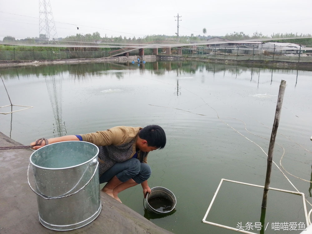 泥鳅养殖高产高效,泥鳅养殖一亩收益多少成本多少