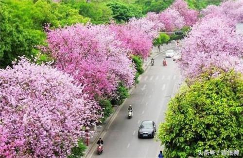 适合广东种植的花卉,怎样种植花卉视频