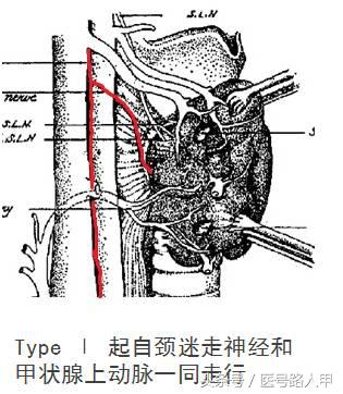 喉返神经的解剖视频,损伤喉上神经和喉返神经的区别